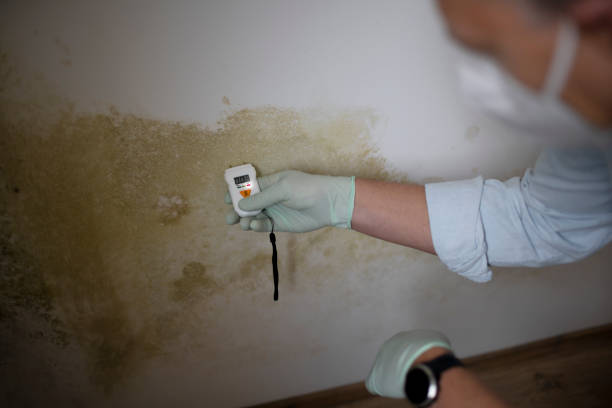 Why You Should Choose Our Mold Remediation Services in Clarence Center, NY